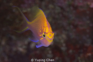 Hawk Anthias/Ishigaki, Okinawa,Japan, Canon 5D MarkIII, 1... by Yuping Chen 